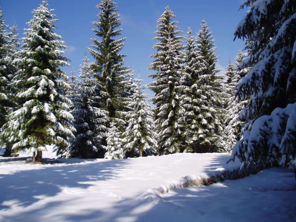 Snijeg Bjelolasica